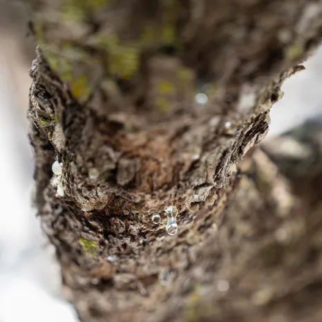 Close-up of a mastiha tree with some sap droplets