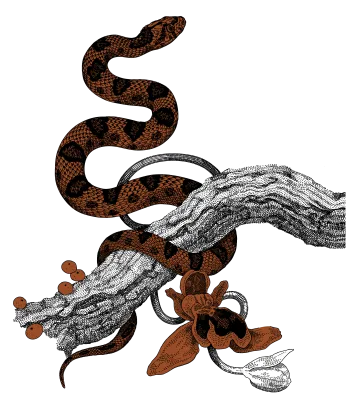 Axia Spirit Snake Illustration