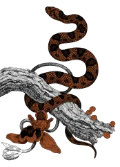 Axia Spirit Snake Illustration